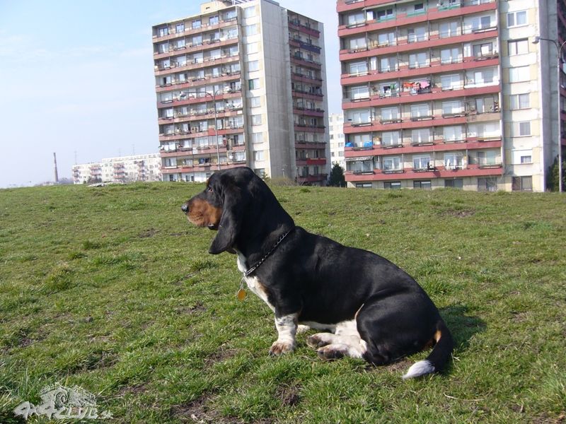 Obrázok