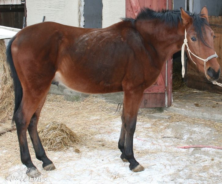 Obrázok