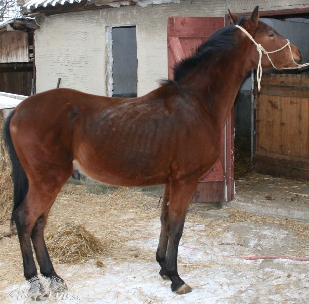 Obrázok