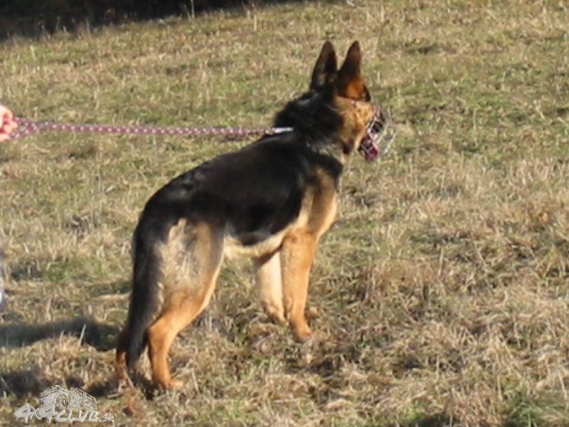 Obrázok