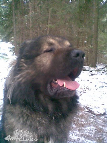 Obrázok