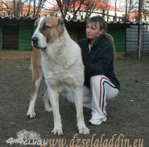 Obrázok