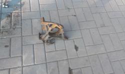 q5n5f1fmum6amaq4qviy.jpg